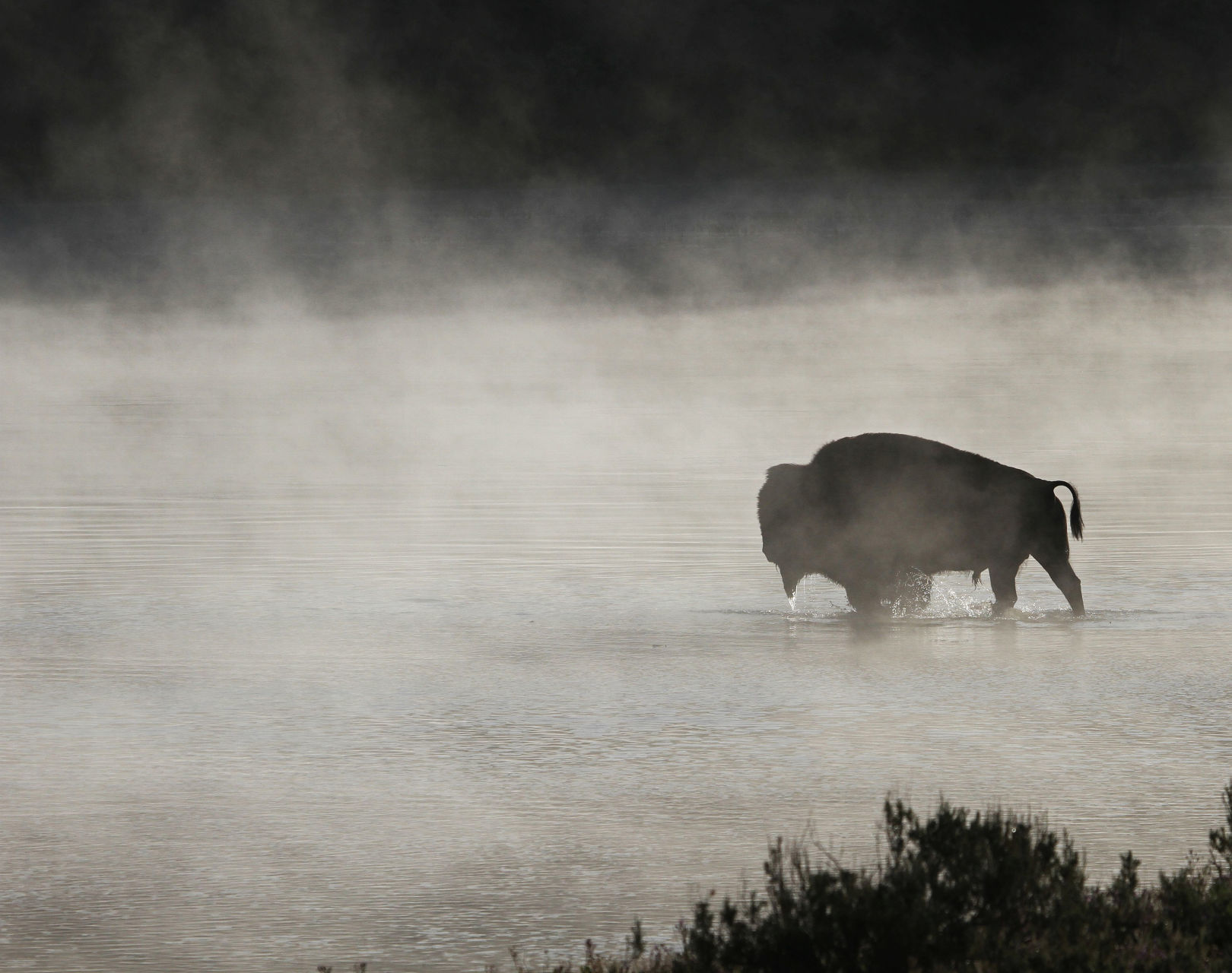 Yellowstone bison (copy)